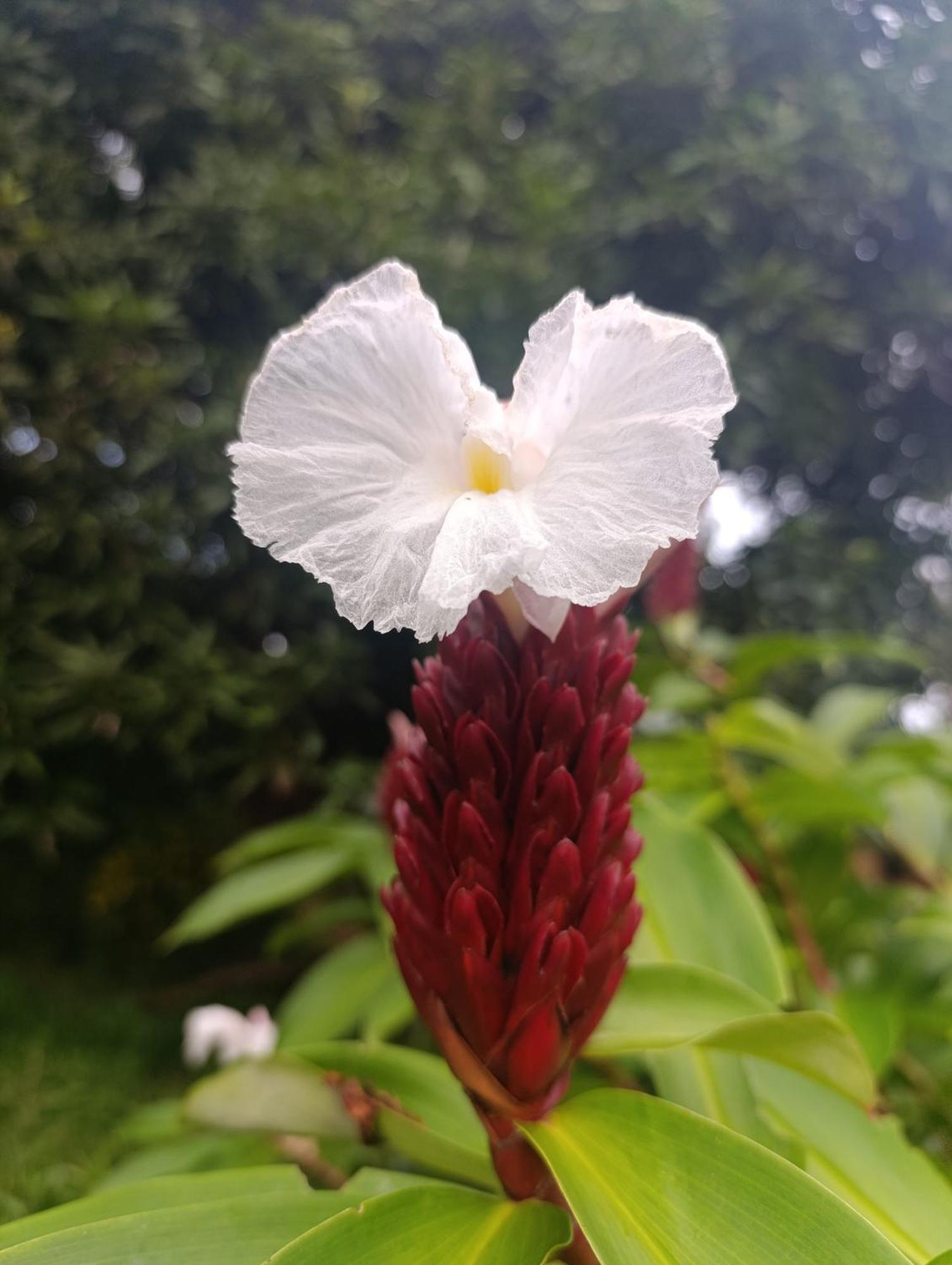 Eco-Lodge El Porvenir. Santa Cruz Ngoại thất bức ảnh